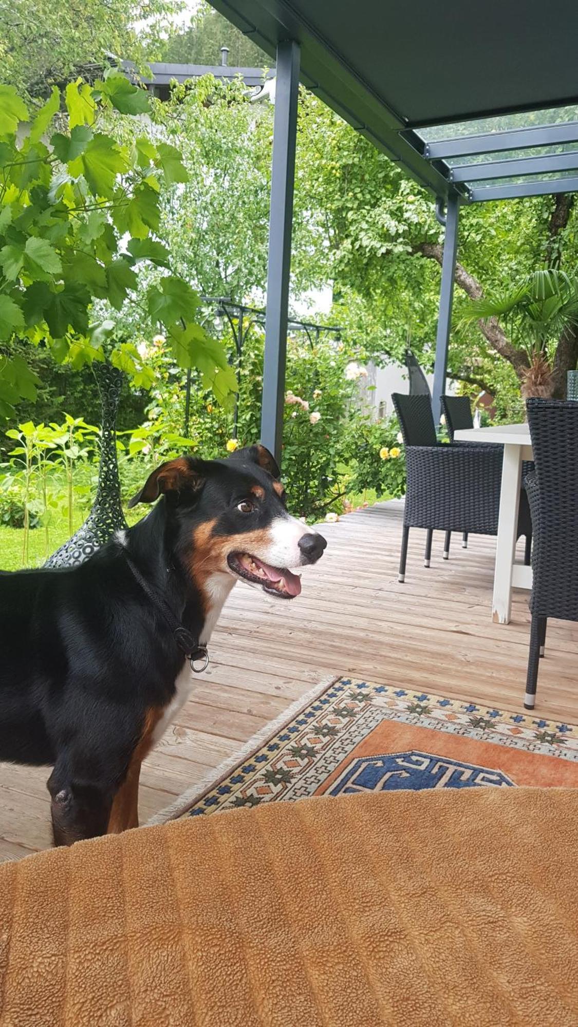 Jagd Trifft Moderne & Boutique Jardin Ferienhaus Annaberg im Lammertal Dış mekan fotoğraf